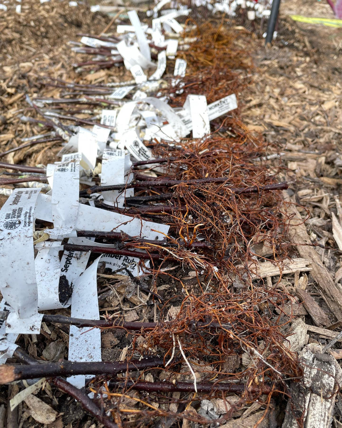 bench grafts right before they went in the ground, image 2 of 3