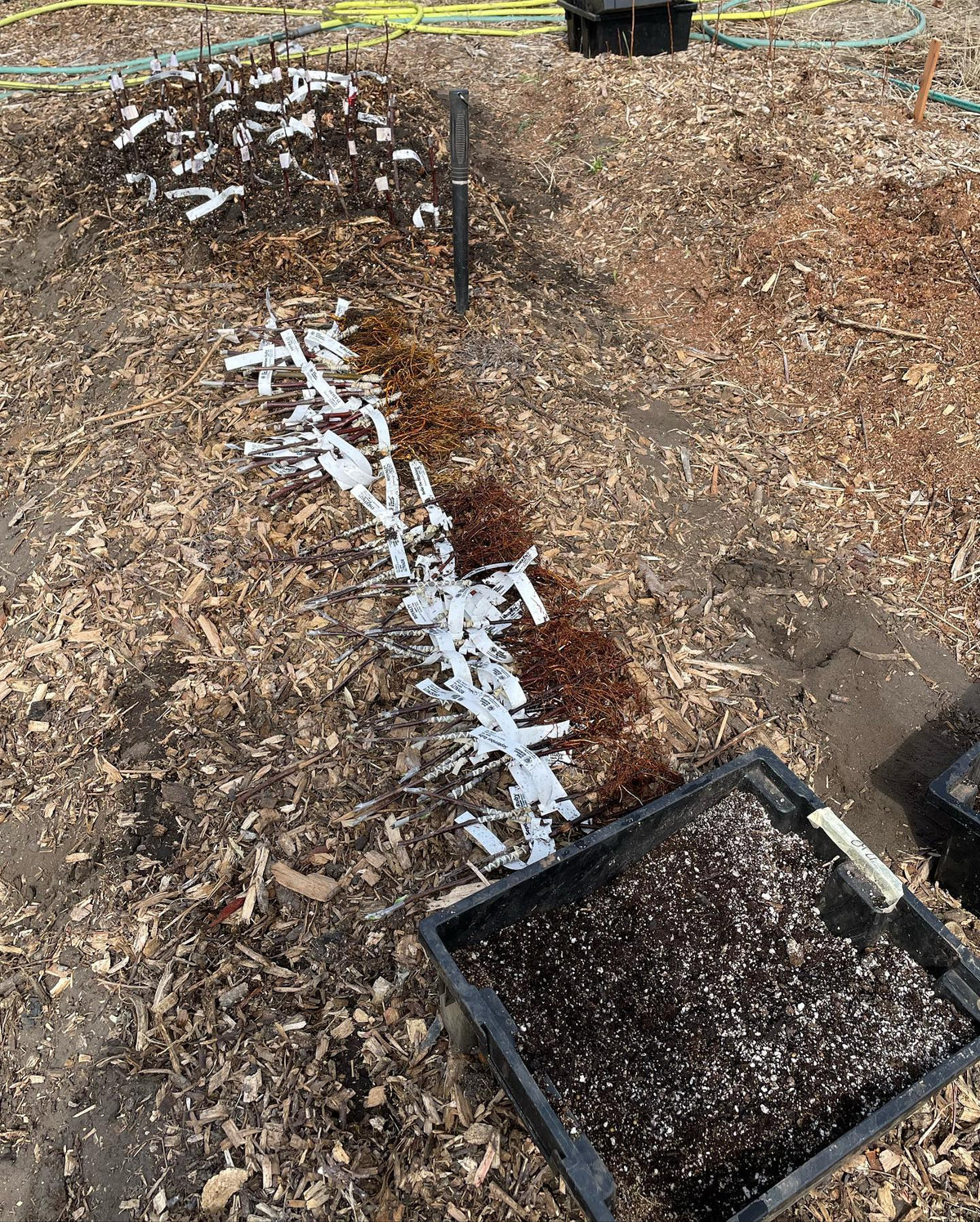 bench grafts right before they went in the ground, image 3 of 3
