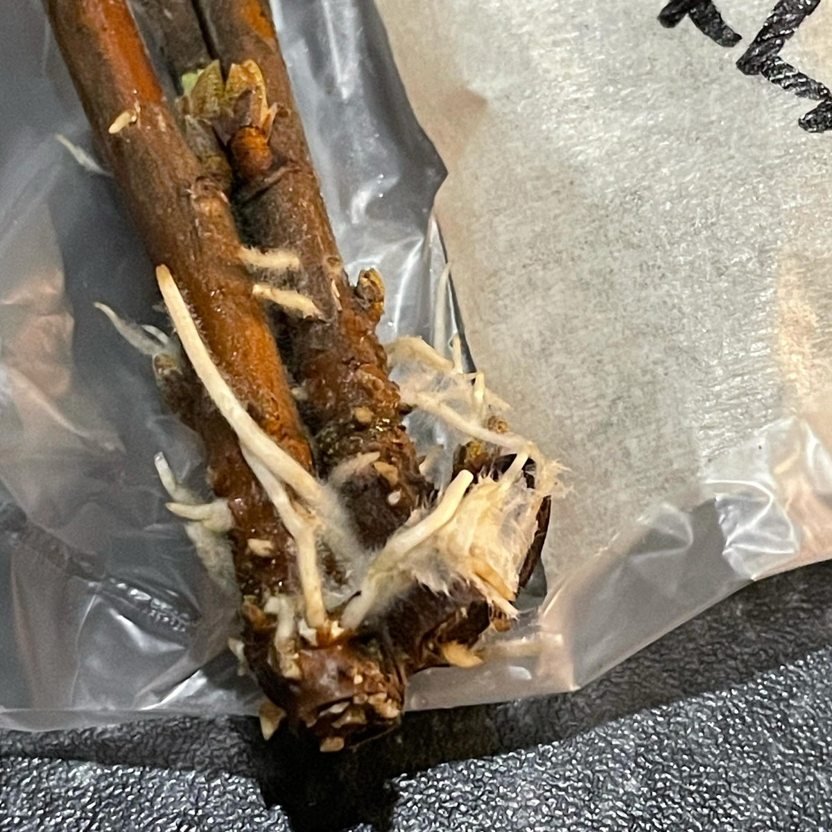 black currant hardwood cuttings shipped with some damp paper towel around the base, creates the perfect moisture level
