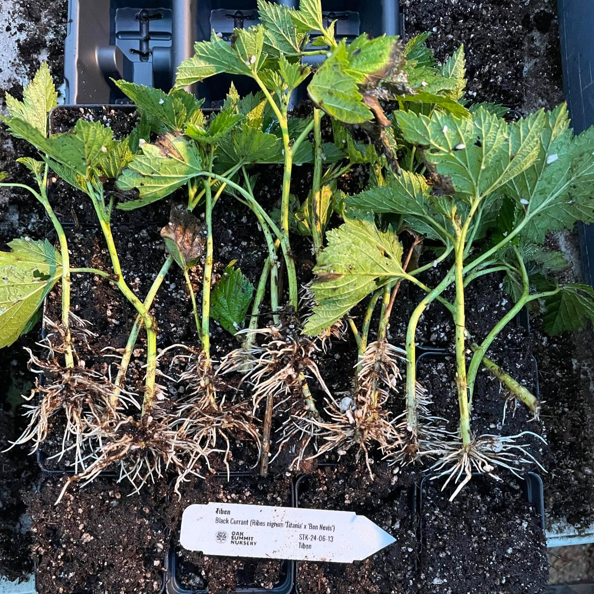 black currants are fast and heavy rooting with softwood, here are well rooted cuttings of Tiben at 21 days