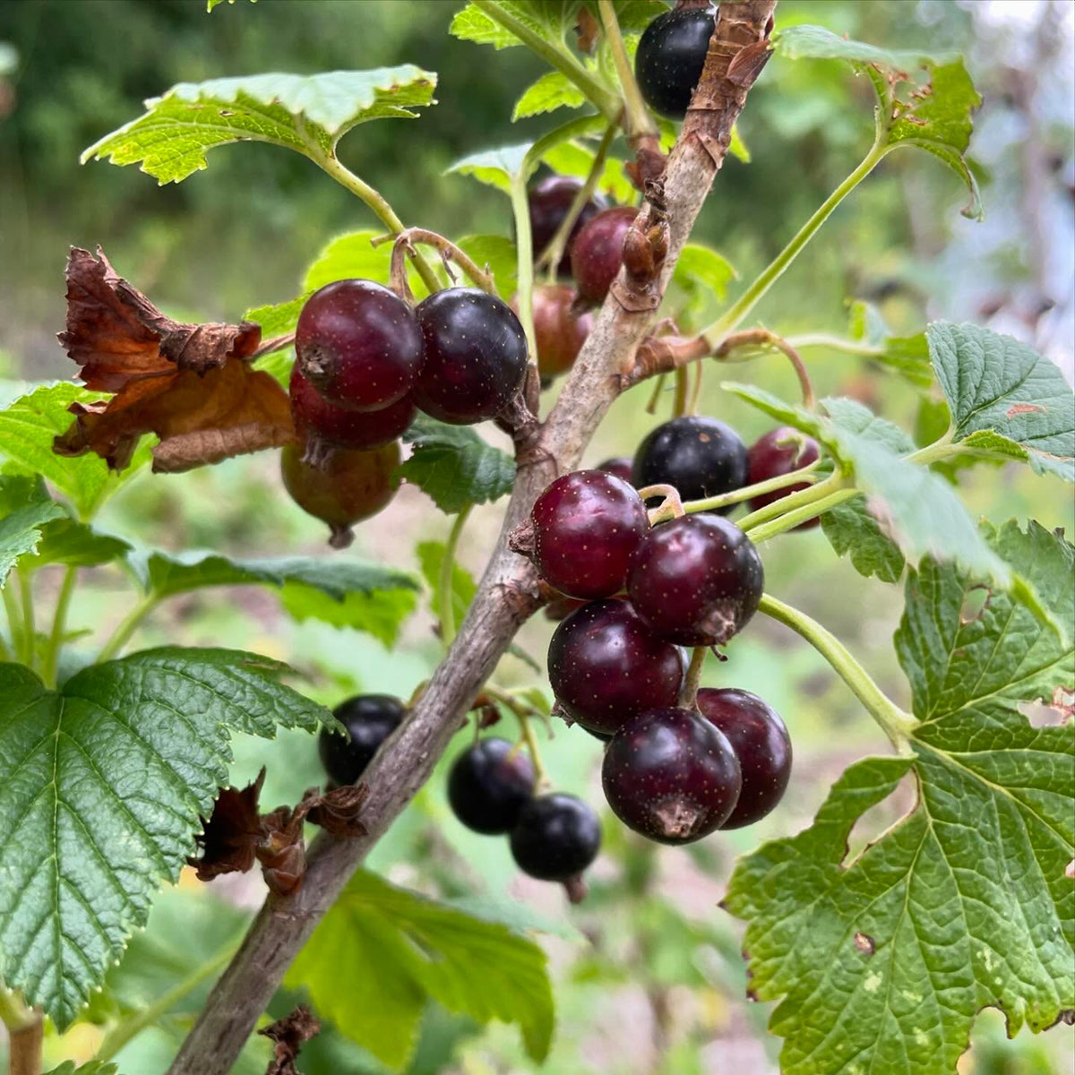 black currants on this bush are just about ripe