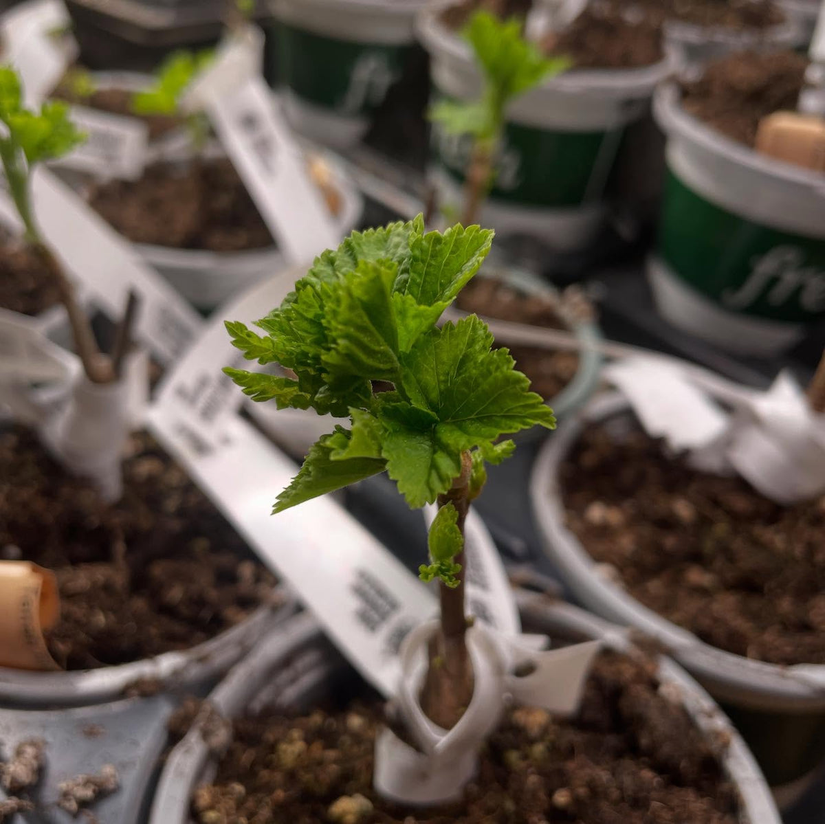 black currants waking up under grow lights, image 1 of 3