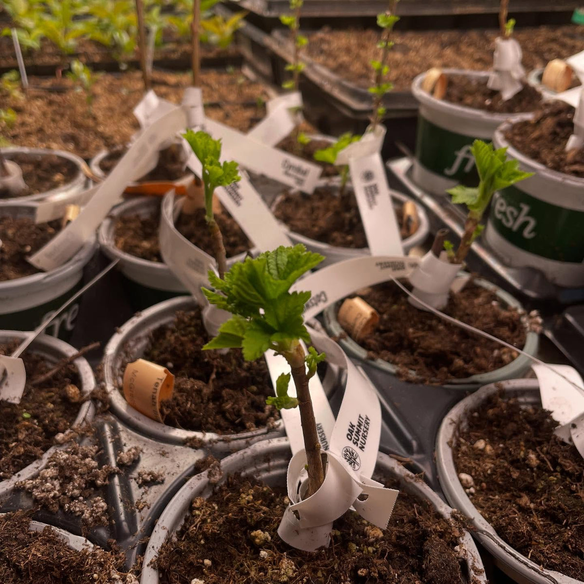 black currants waking up under grow lights, image 2 of 3
