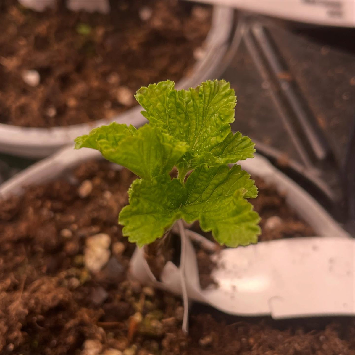 black currants waking up under grow lights, image 3 of 3