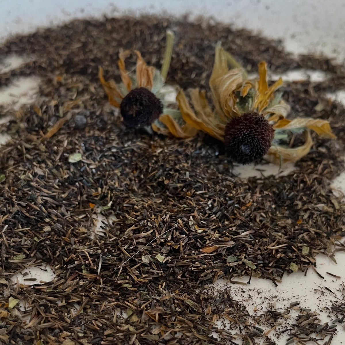 black eye susan seed, image 1 of 2