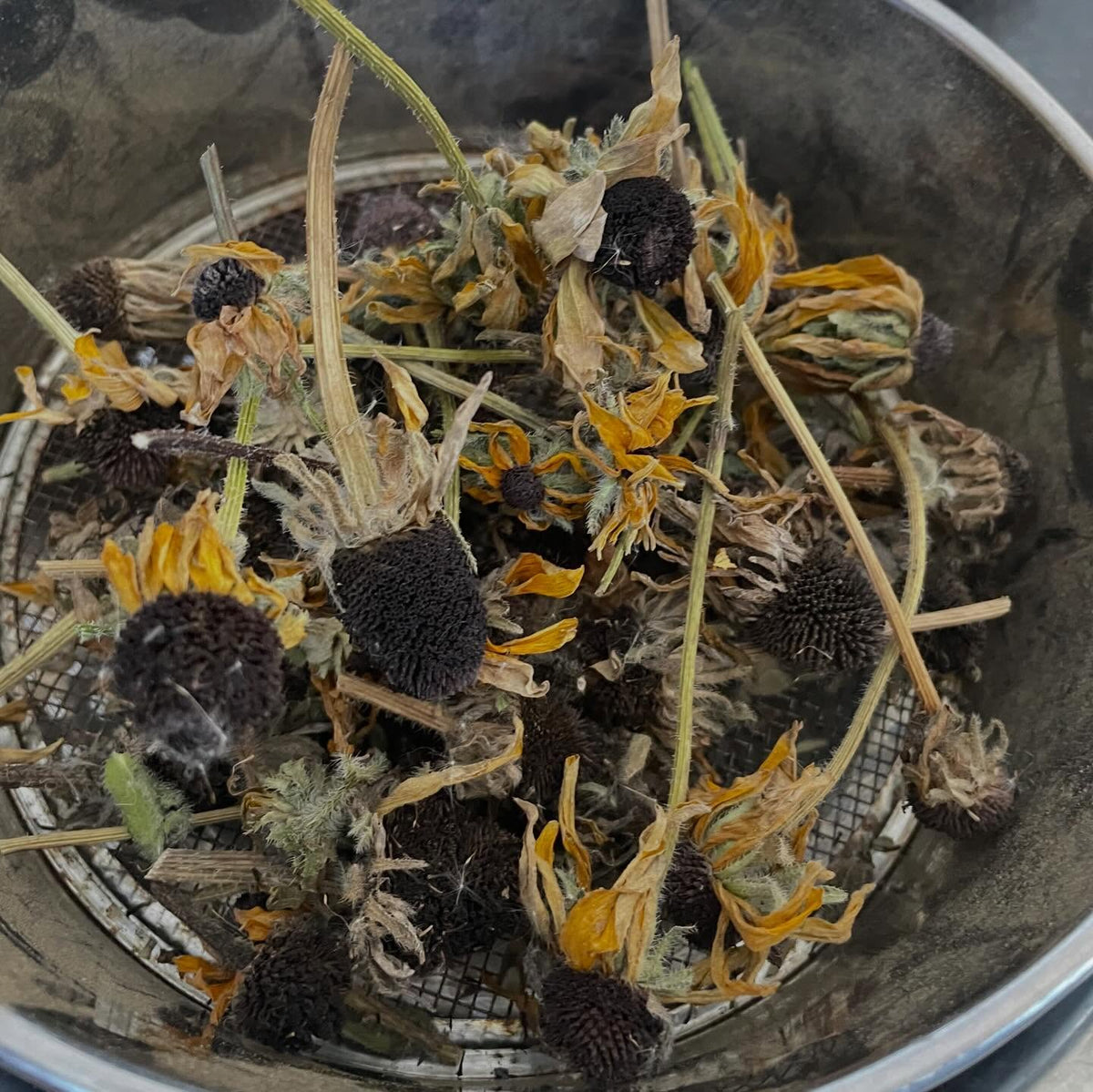 black eye susan seed, image 2 of 2
