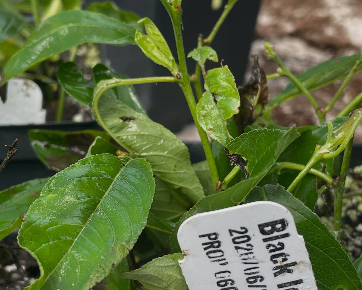 black ice plum, a western sandcherry hybrid, image 3 of 6