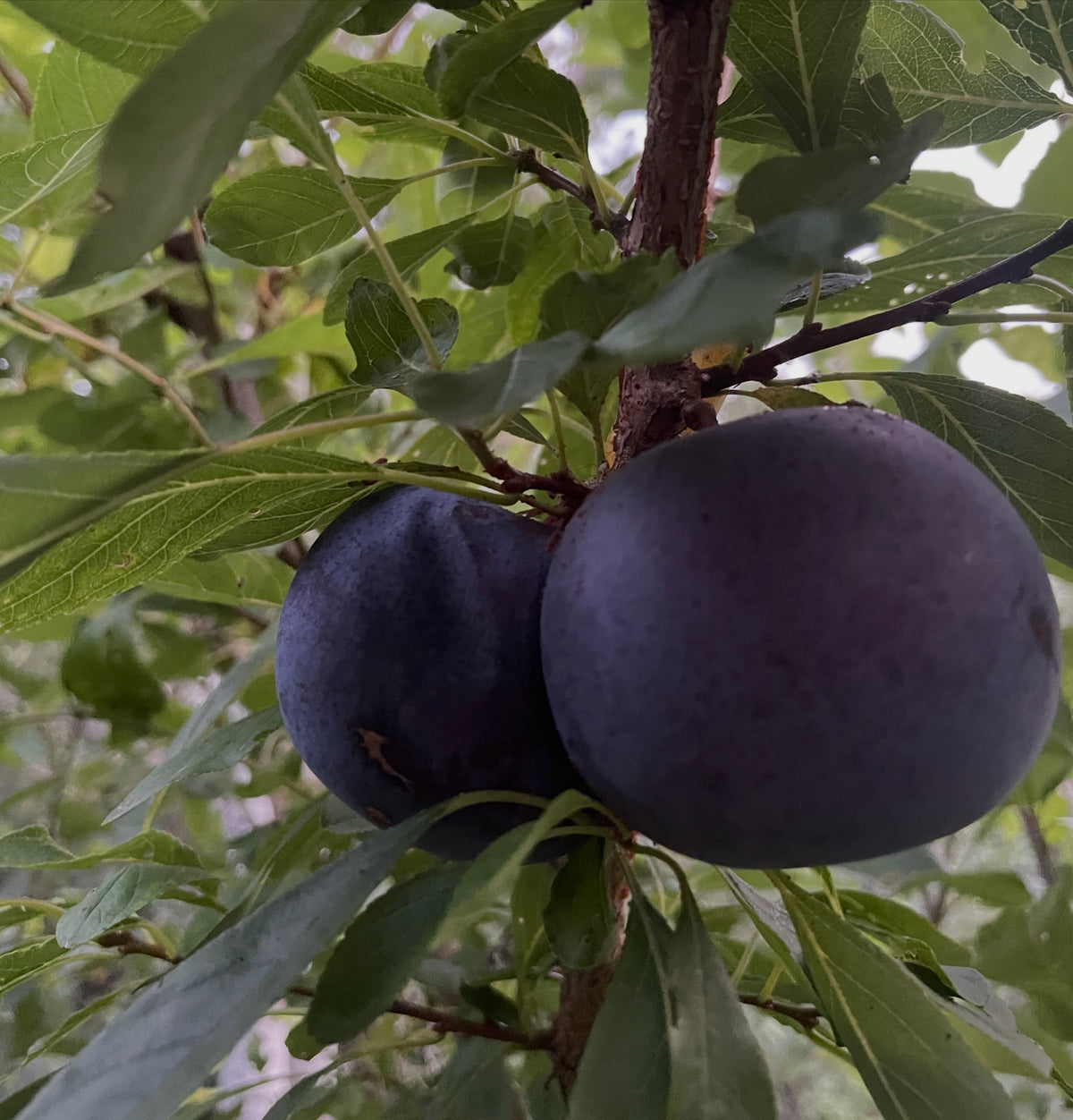 Black Ice plums in late August, image 1 of 7