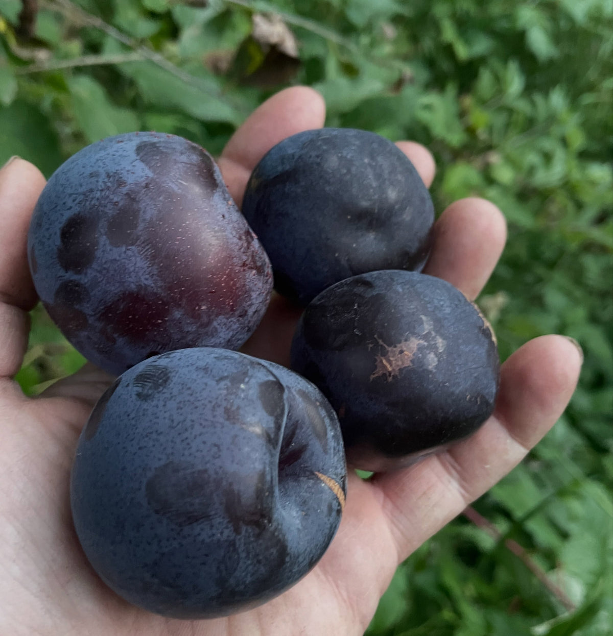 Black Ice plums in late August, image 2 of 7
