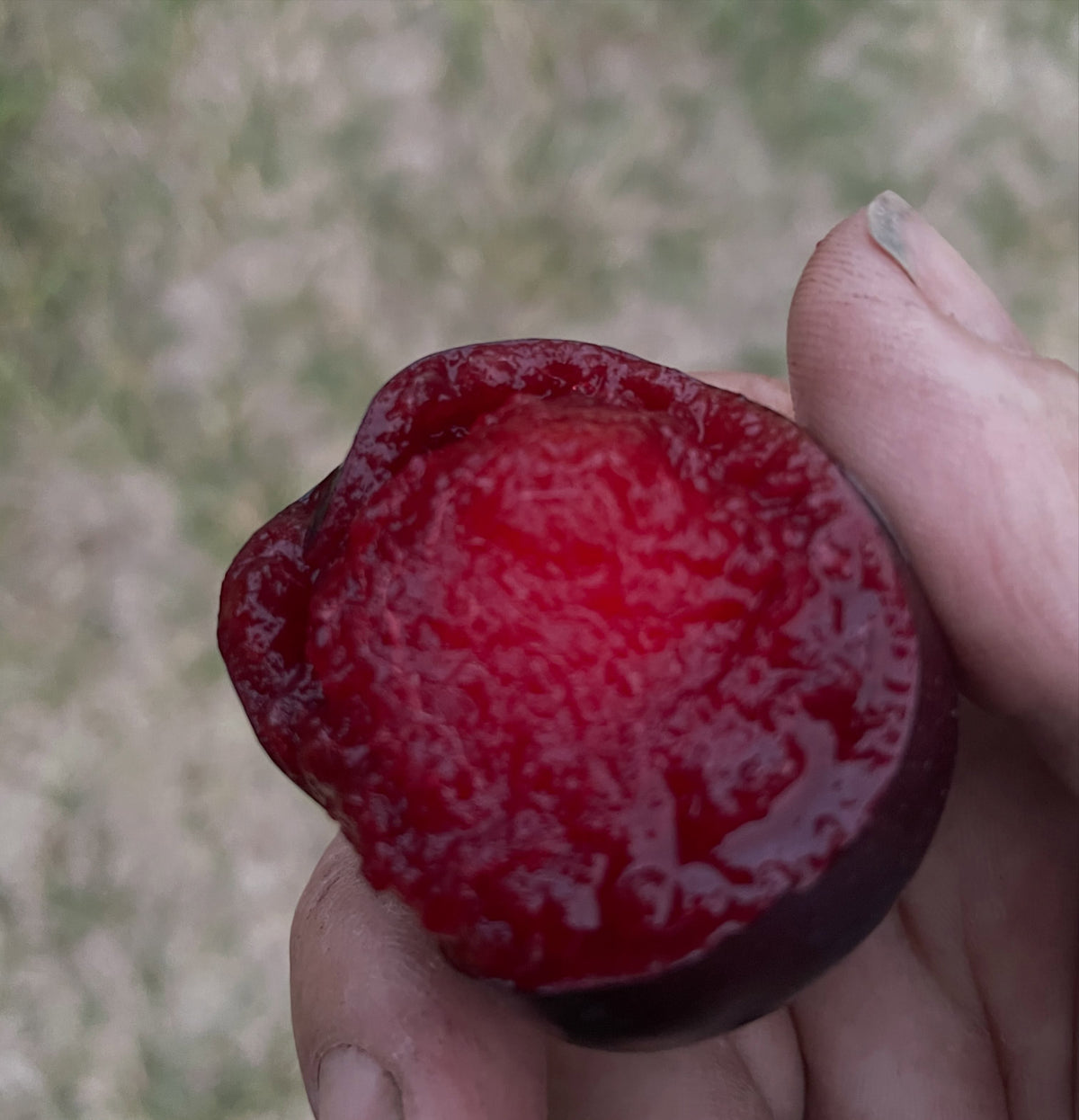Black Ice plums in late August, image 3 of 7
