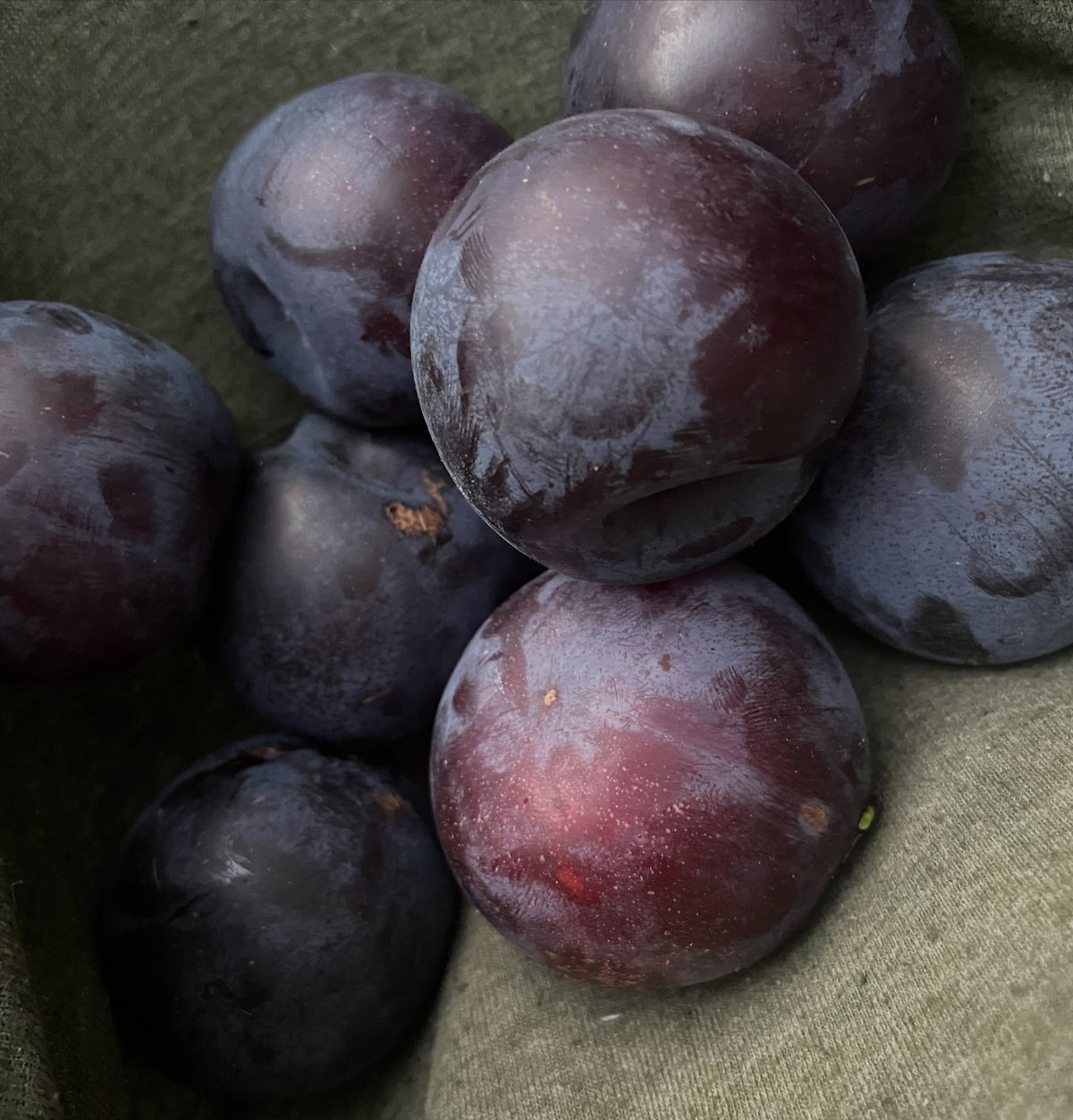Black Ice plums in late August, image 4 of 7