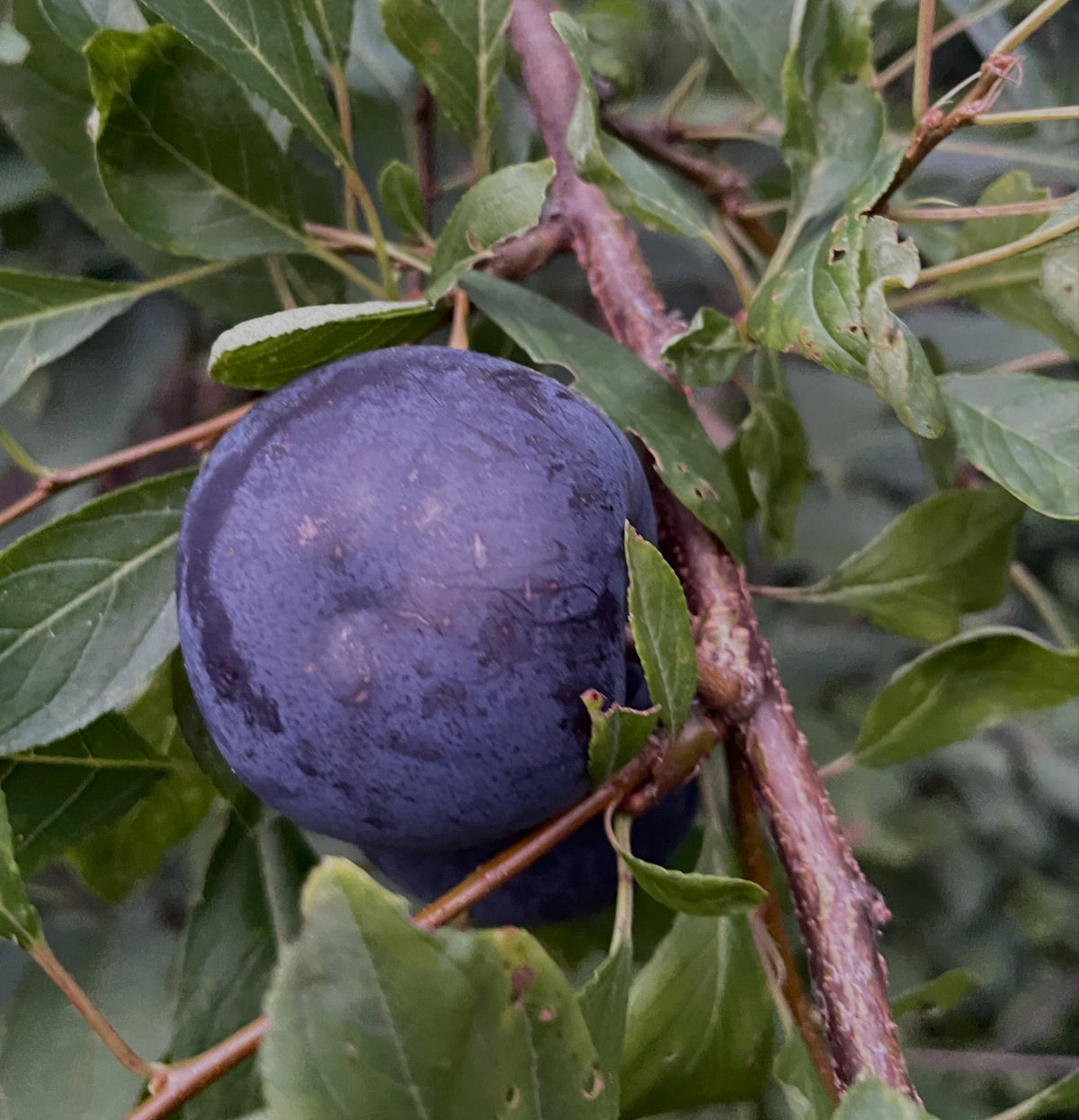 Black Ice plums in late August, image 5 of 7