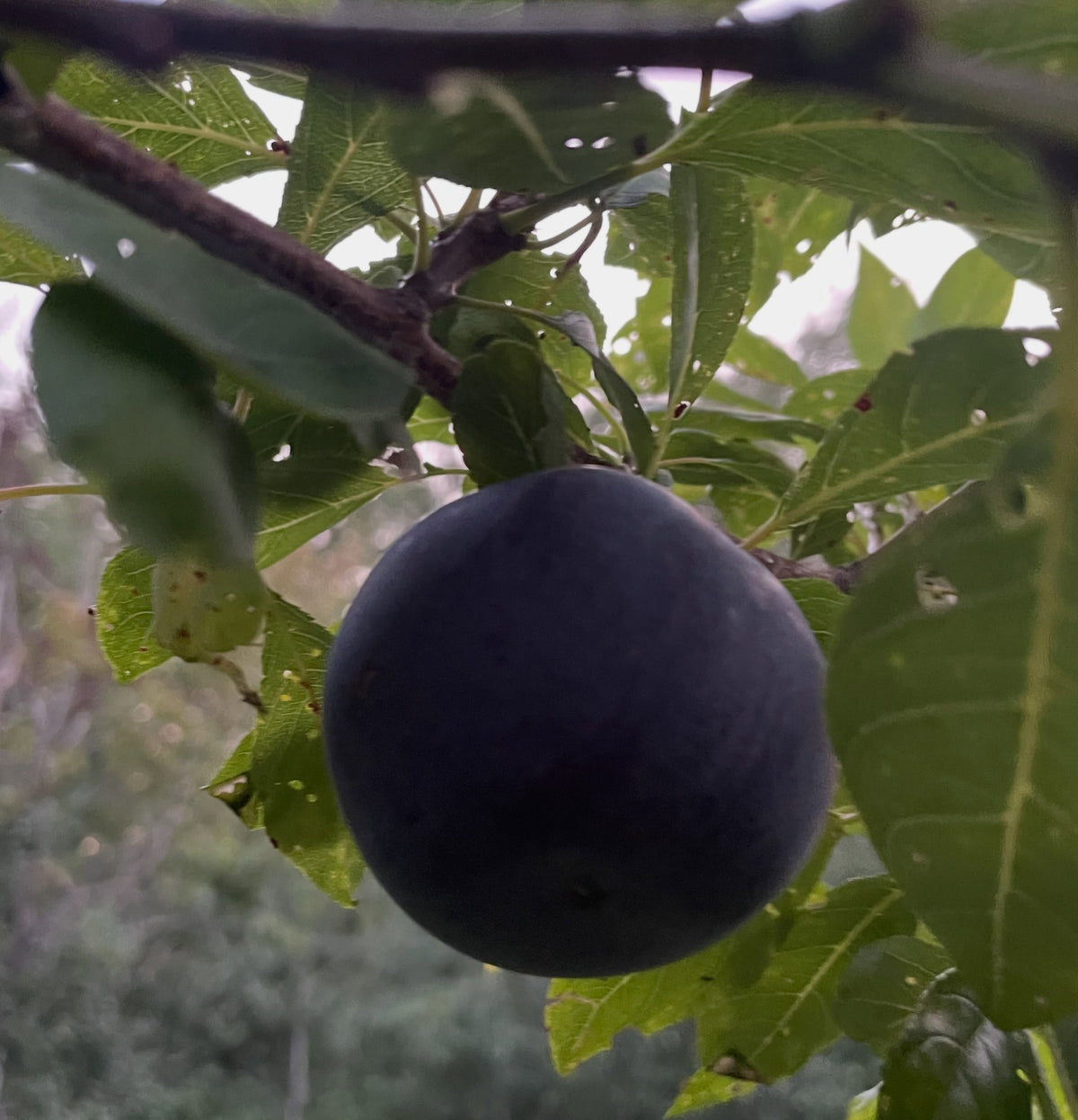 Black Ice plums in late August, image 6 of 7