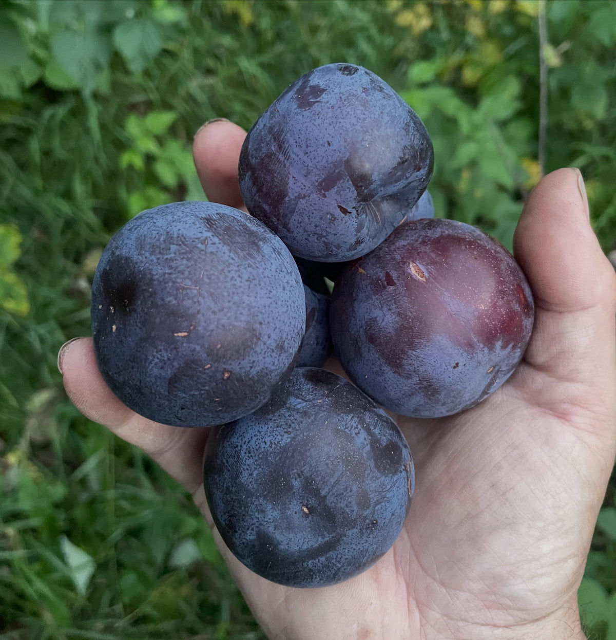 Black Ice plums in late August, image 7 of 7