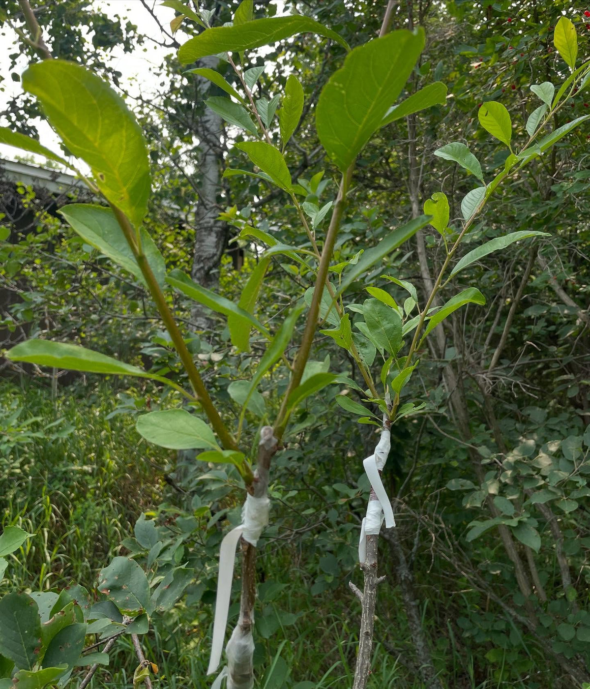 black ice plums growing on chokecherry with an american wild plum interstem, image 1 of 3