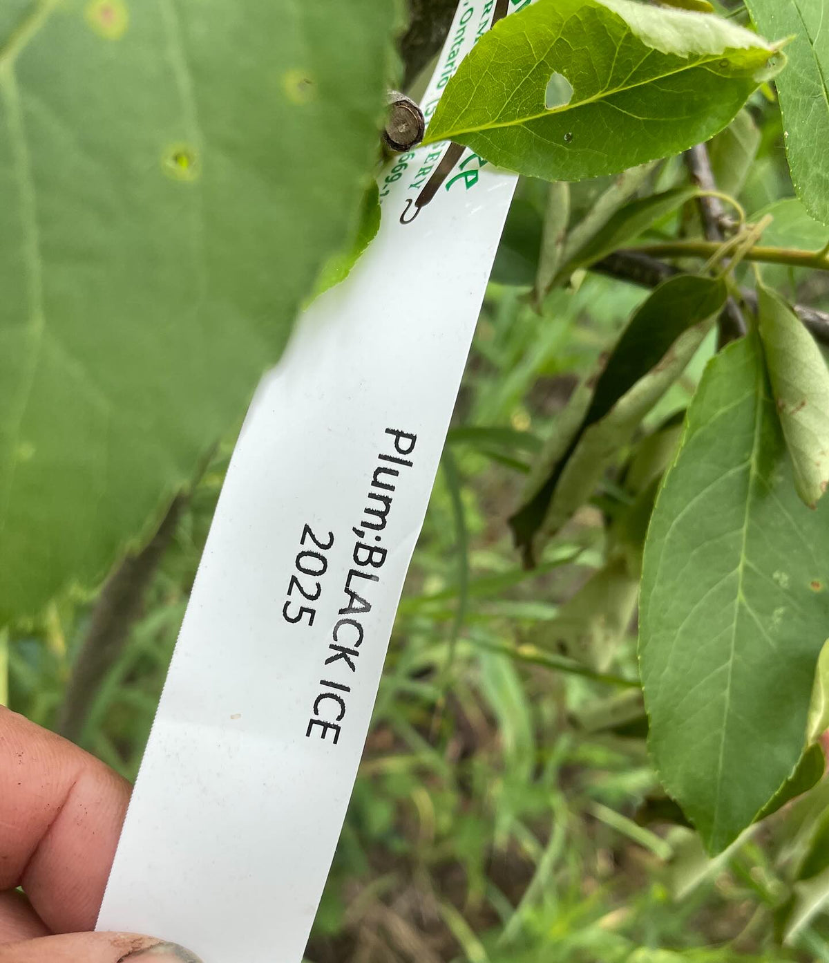 black ice plums growing on chokecherry with an american wild plum interstem, image 2 of 3