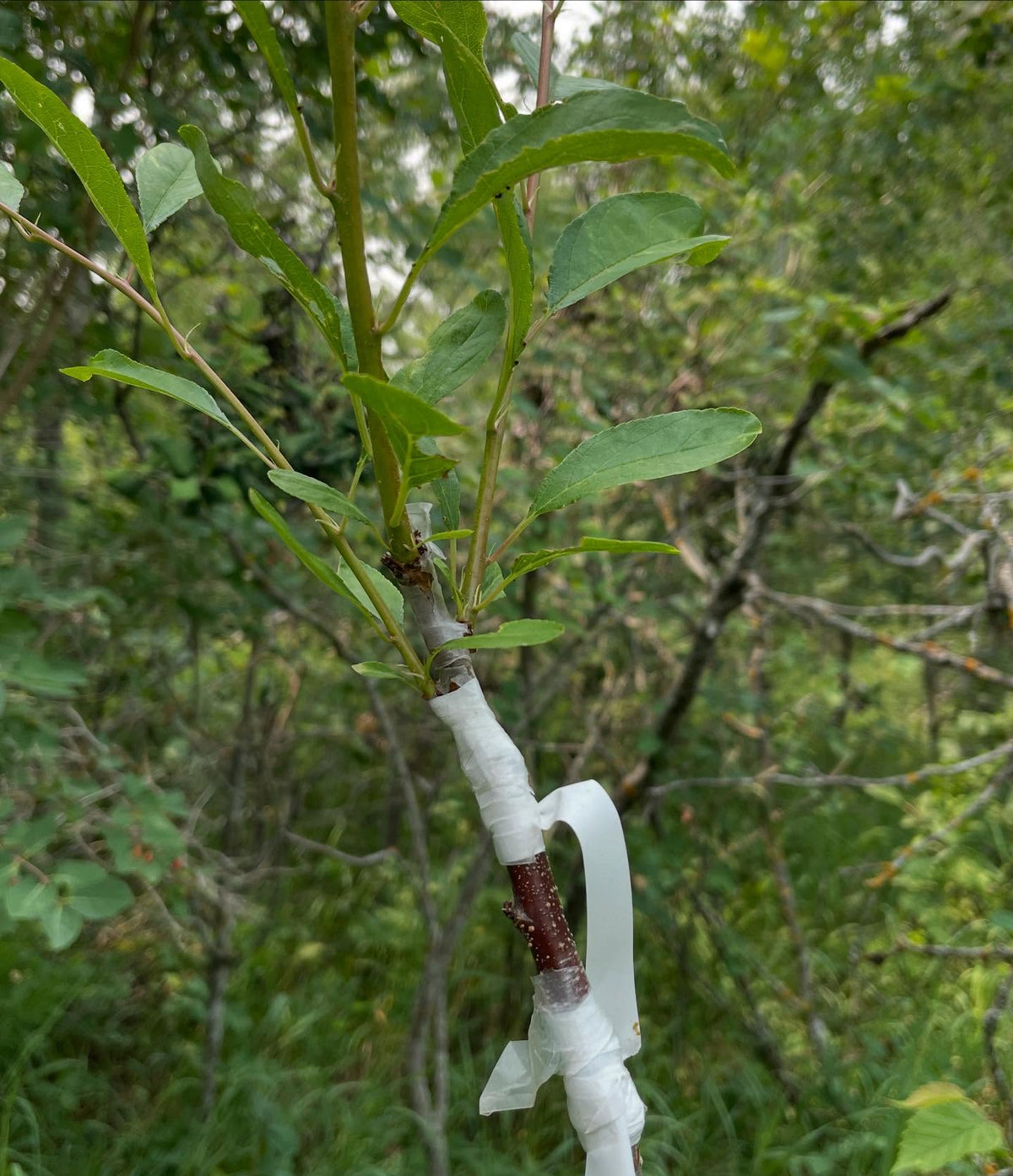 black ice plums growing on chokecherry with an american wild plum interstem, image 3 of 3