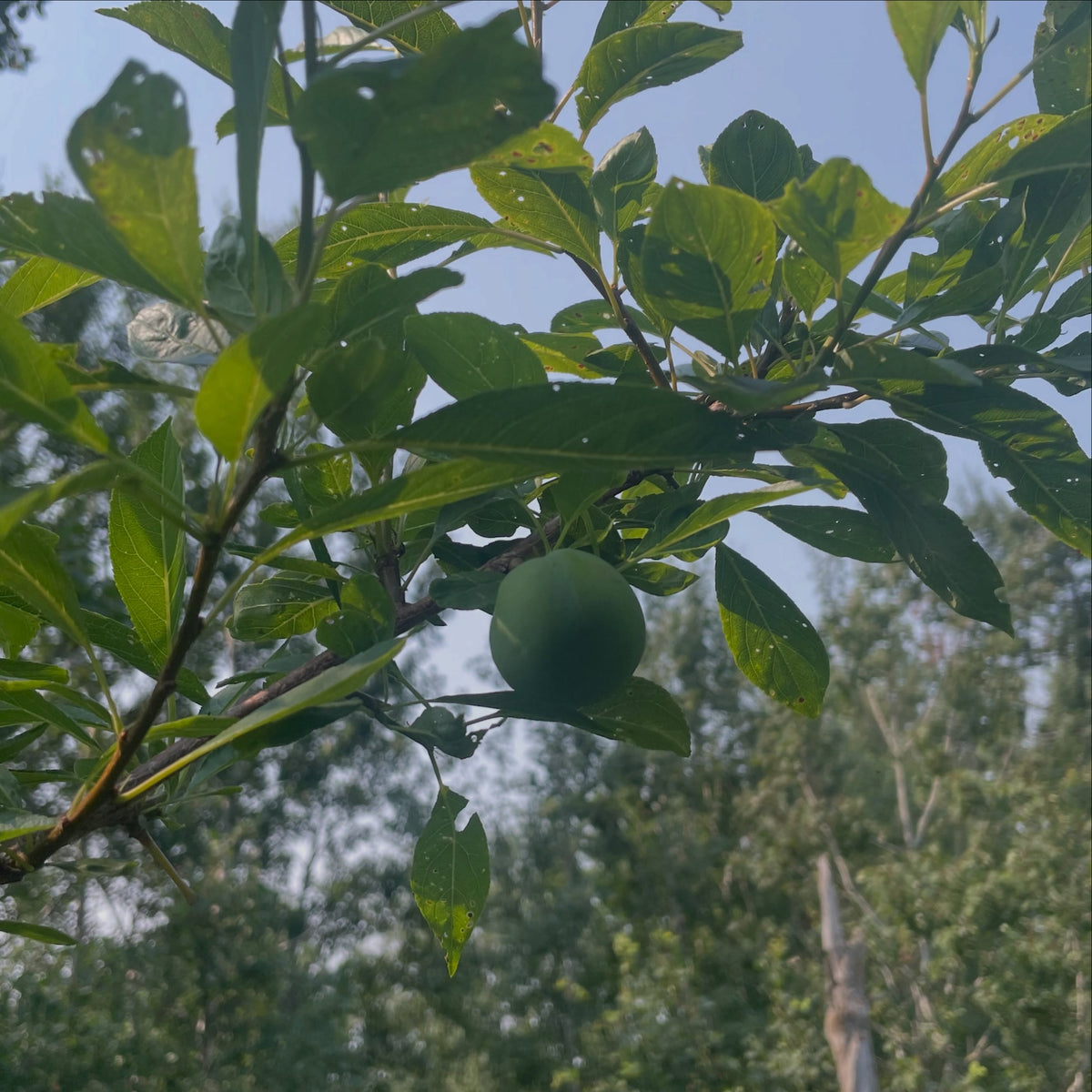 black ice plums on this graft made just last year, image 1 of 2
