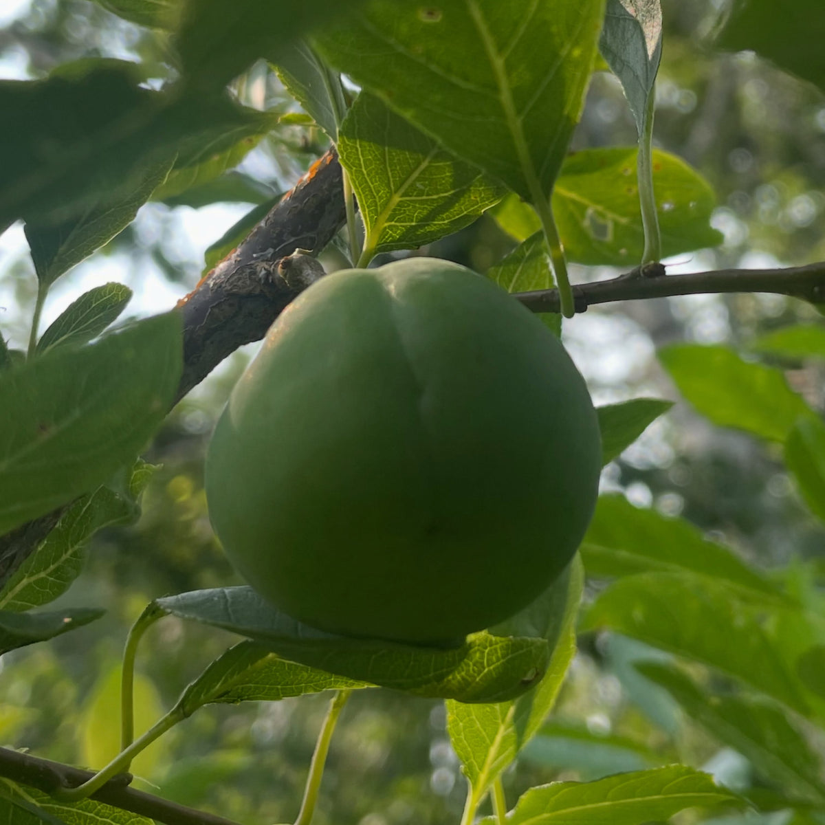 black ice plums on this graft made just last year, image 2 of 2