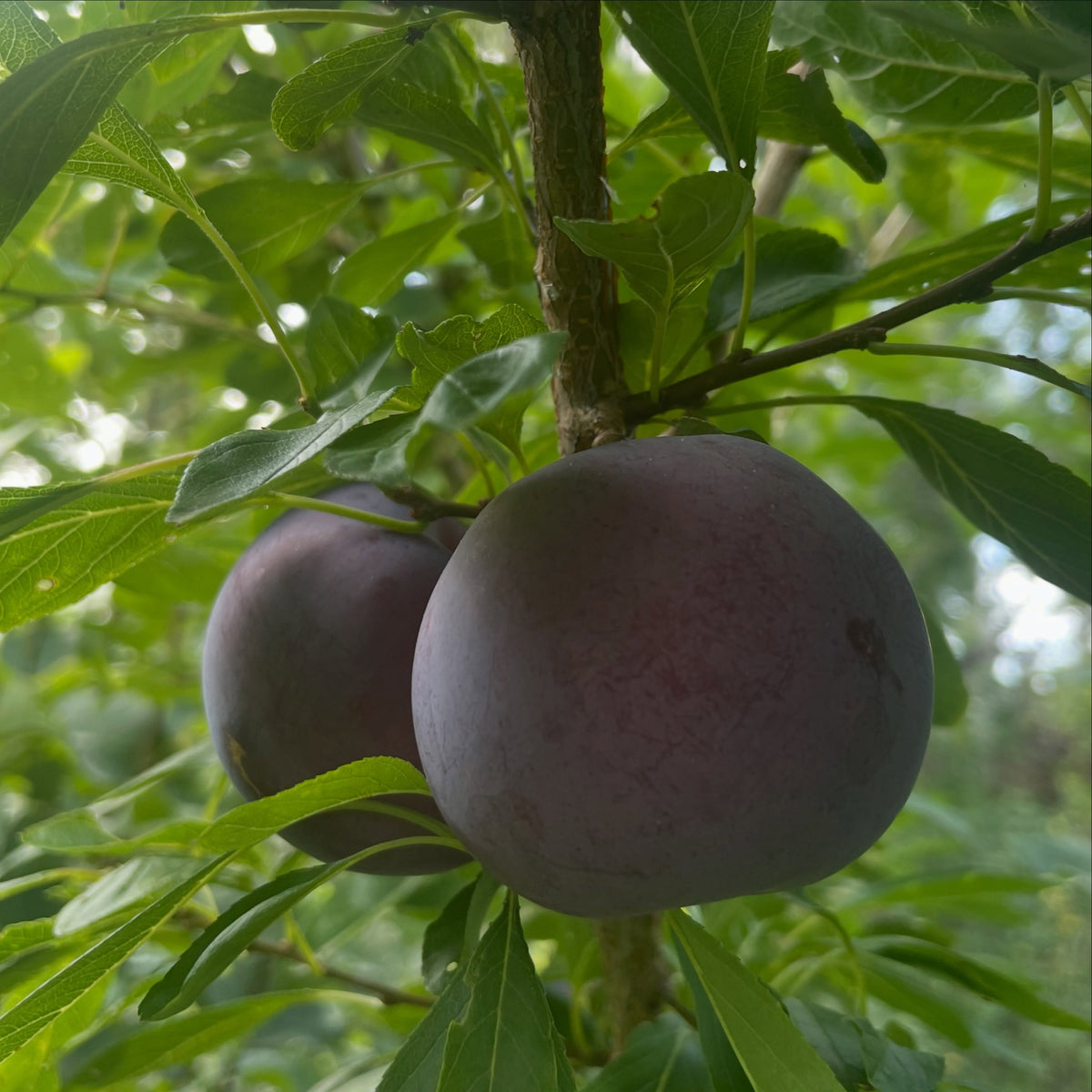 Ripe Black Ice plums on a young graft, image 1 of 5