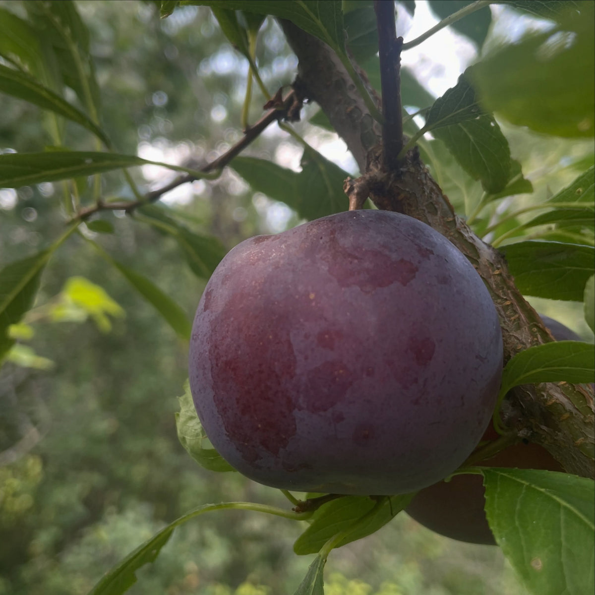 Ripe Black Ice plums on a young graft, image 2 of 5