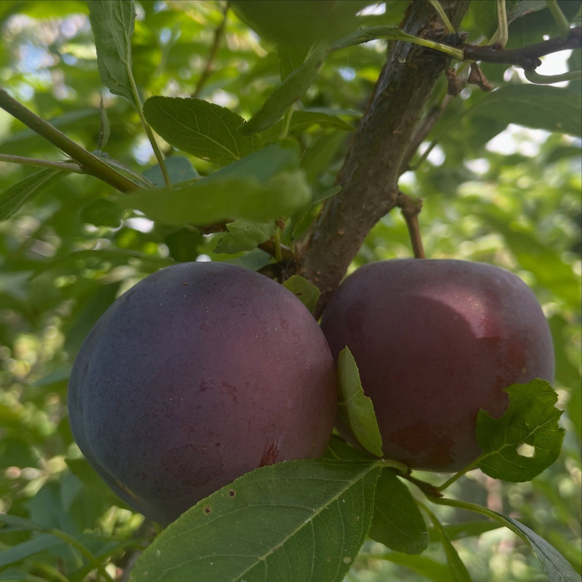 Ripe Black Ice plums on a young graft, image 3 of 5