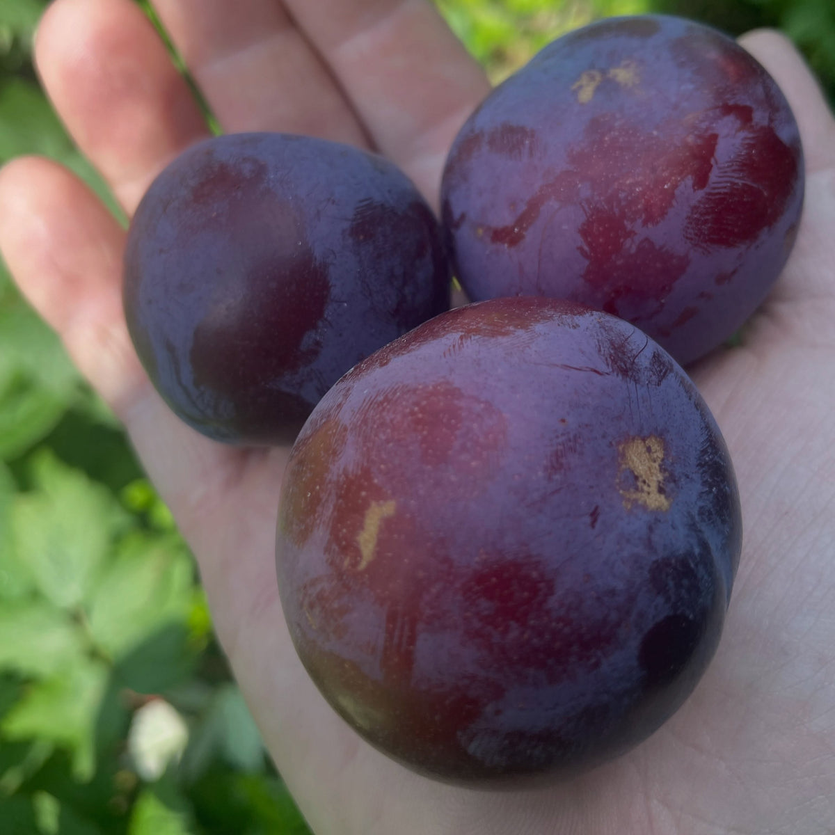 Ripe Black Ice plums on a young graft, image 4 of 5