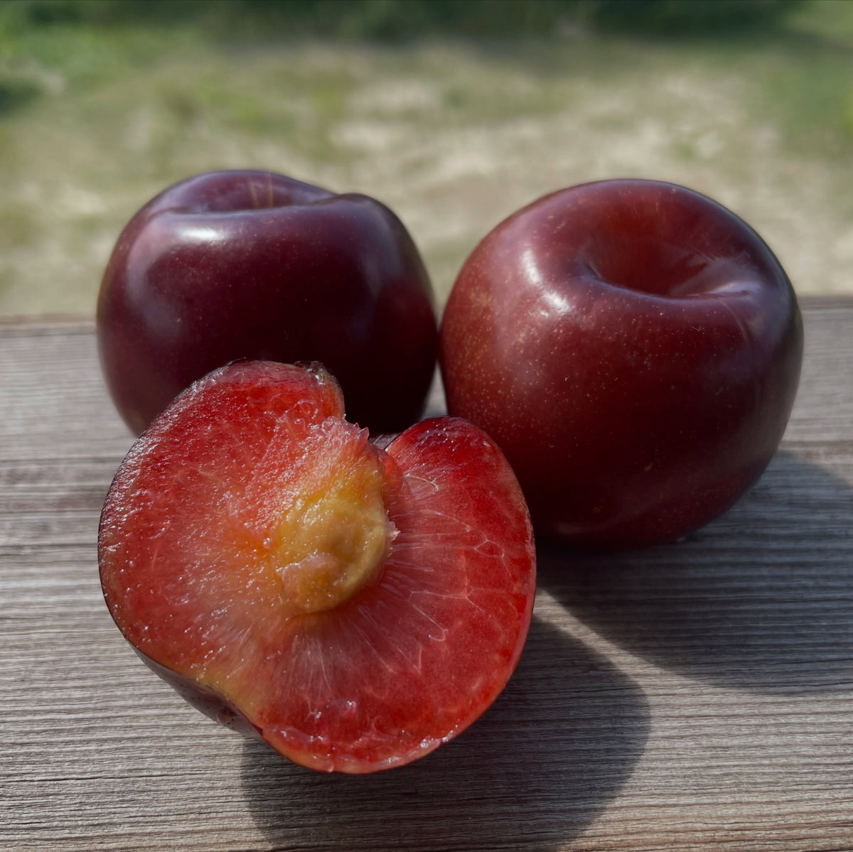 Ripe Black Ice plums on a young graft, image 5 of 5