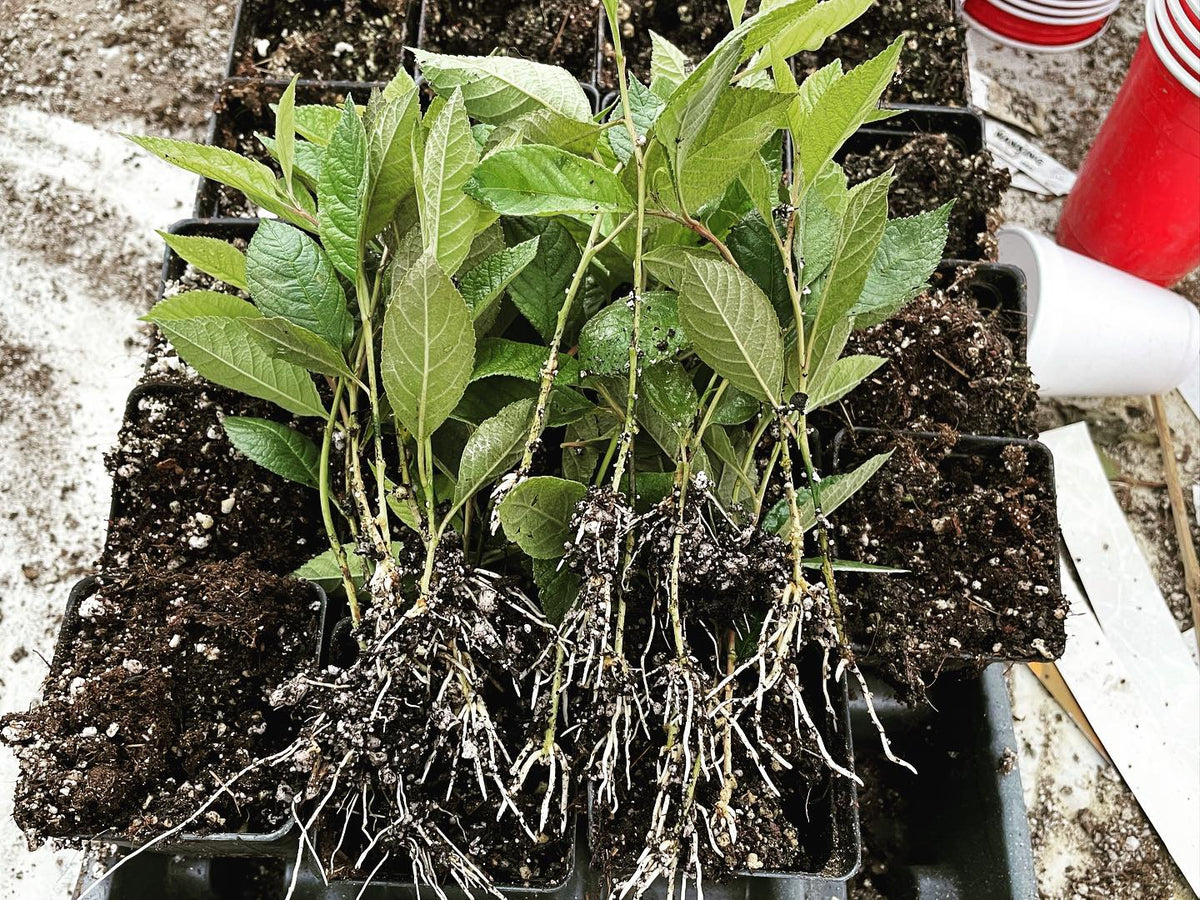 black nanking cherry rooted at 16 days
