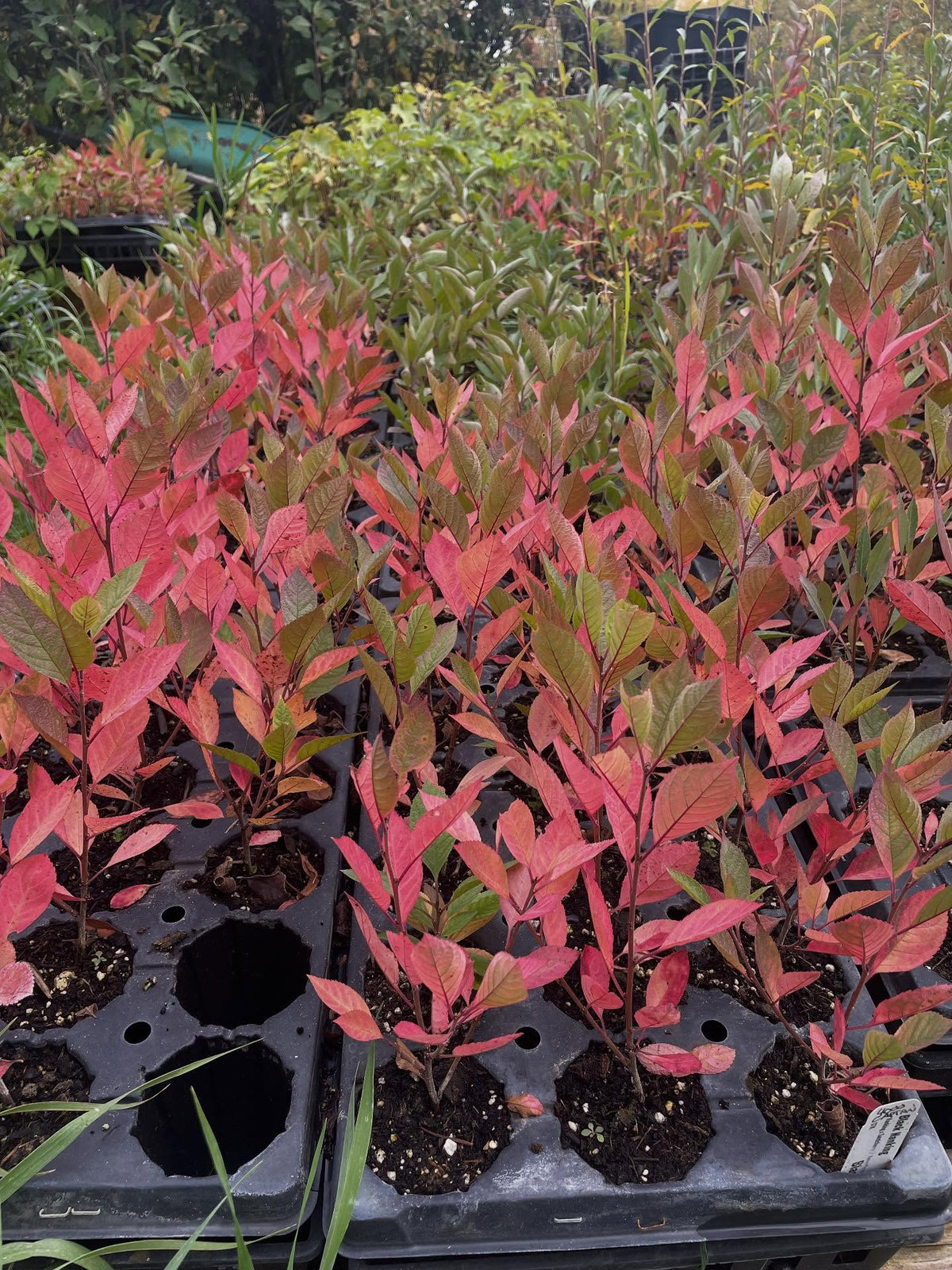 black nanking have a nice red color in the fall, this is from the western sandcherry genetics, the other parent, image 1 of 4