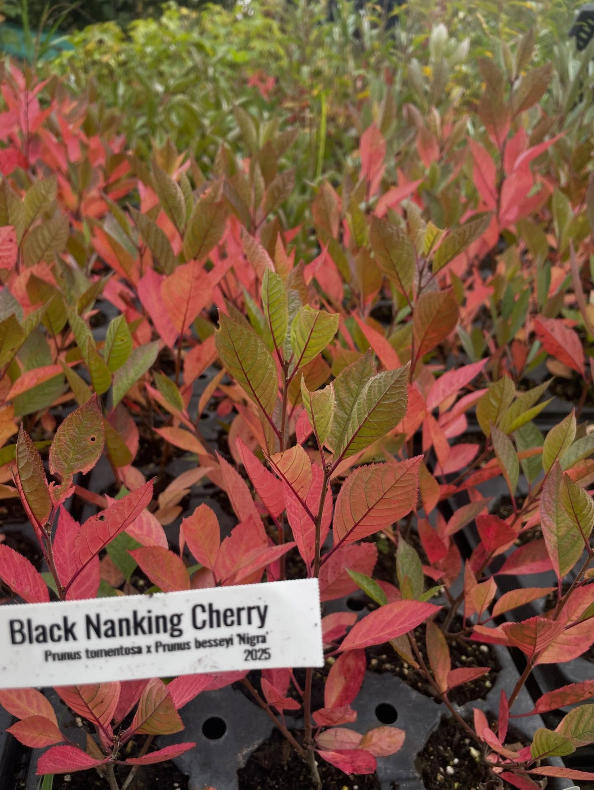 black nanking have a nice red color in the fall, this is from the western sandcherry genetics, the other parent, image 2 of 4