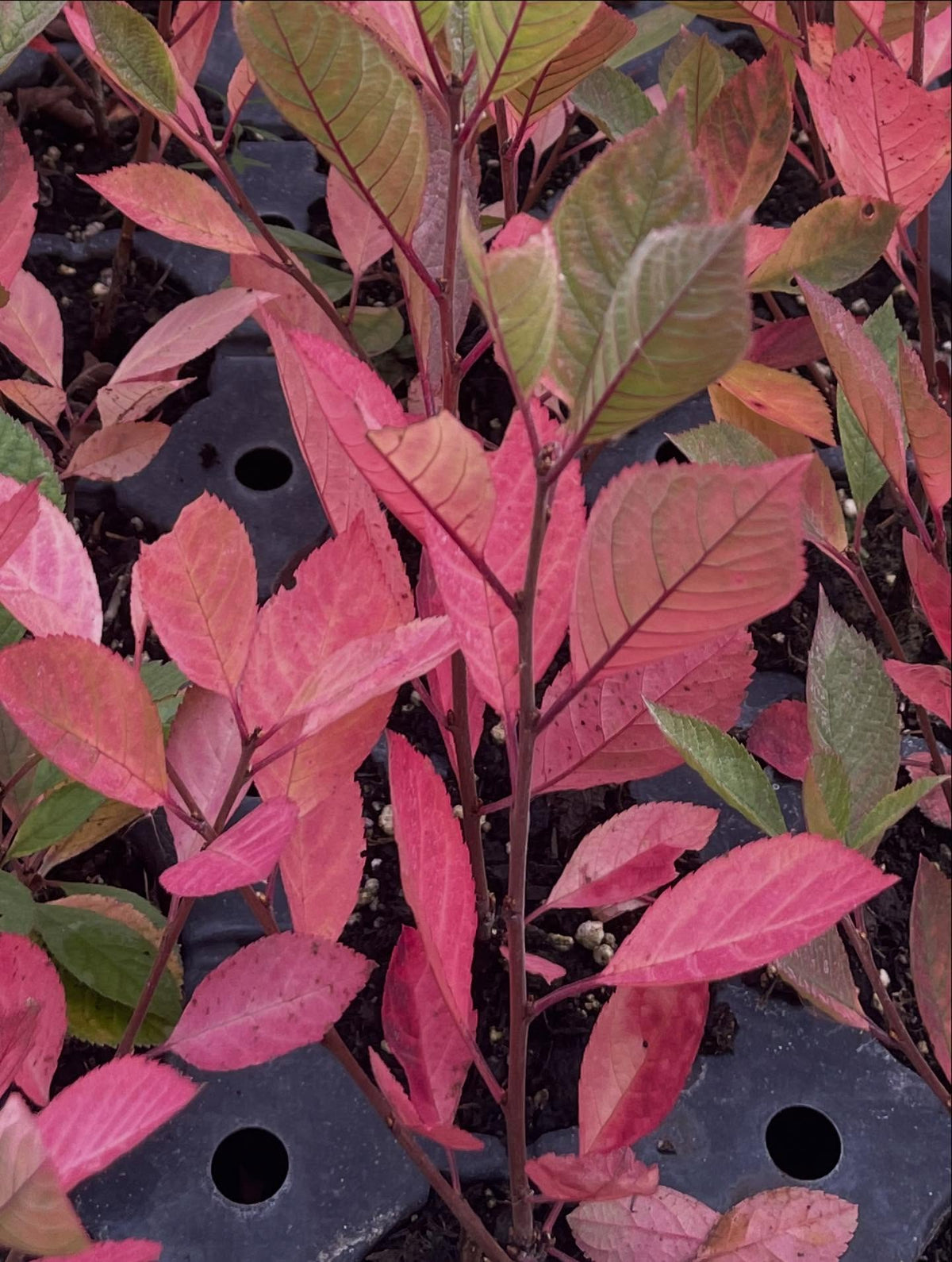 black nanking have a nice red color in the fall, this is from the western sandcherry genetics, the other parent, image 3 of 4