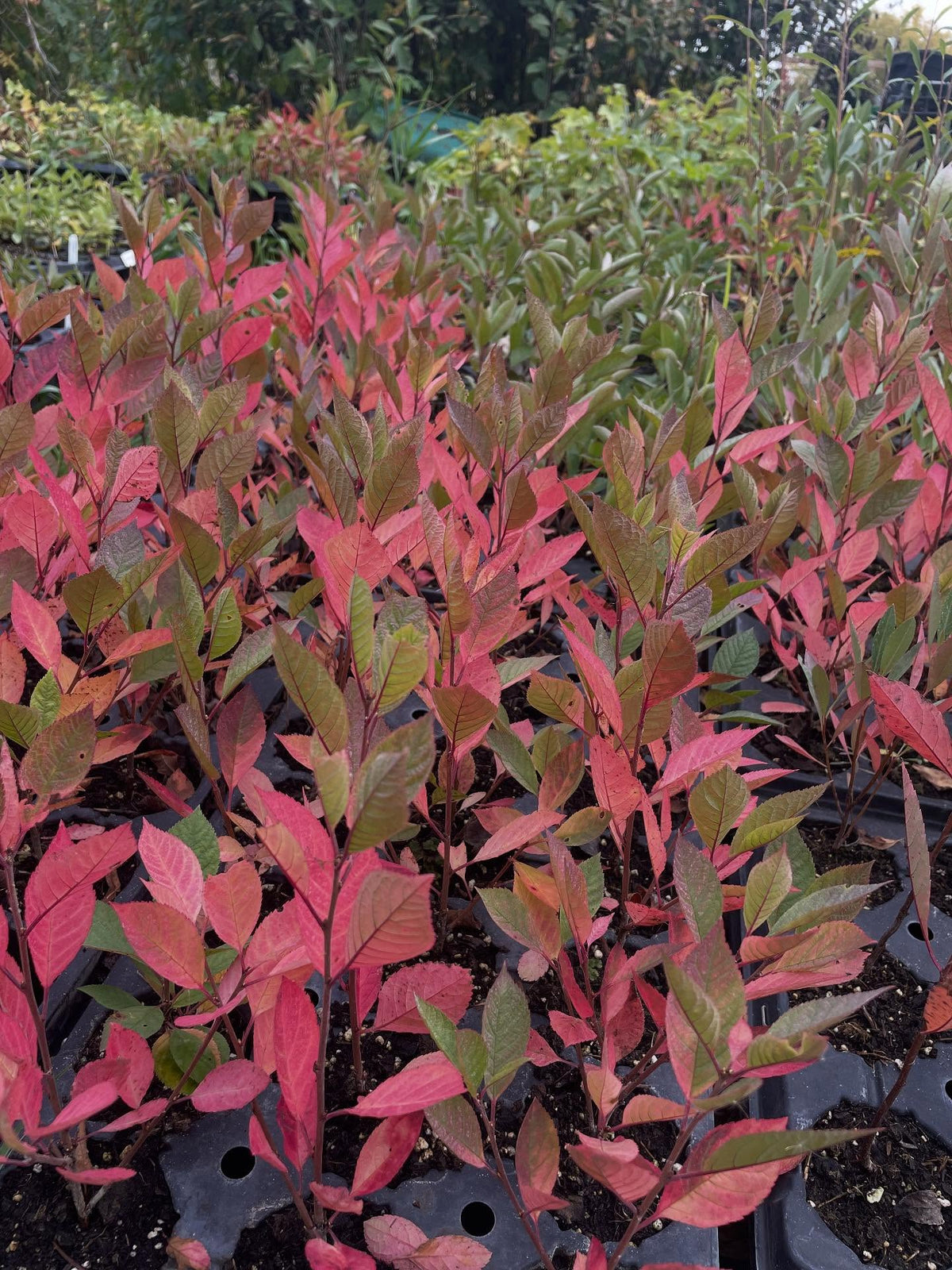 black nanking have a nice red color in the fall, this is from the western sandcherry genetics, the other parent, image 4 of 4