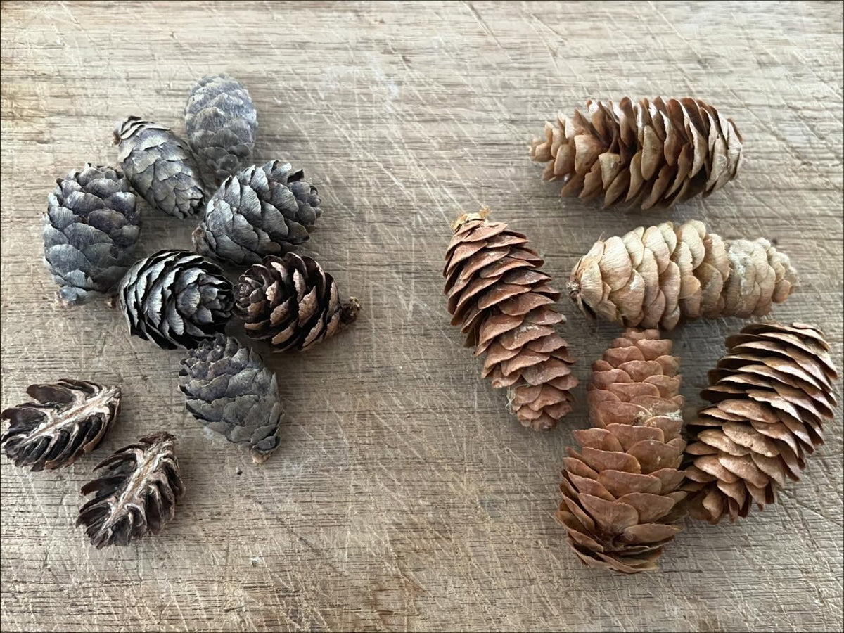 black spruce (left) and white spruce cones