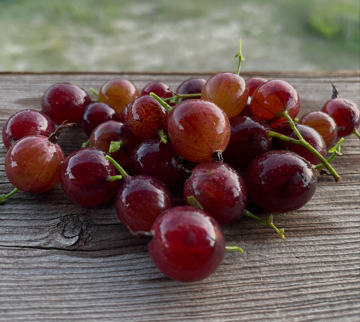 Black Velvet gooseberry growth and harvest, image 1 of 4