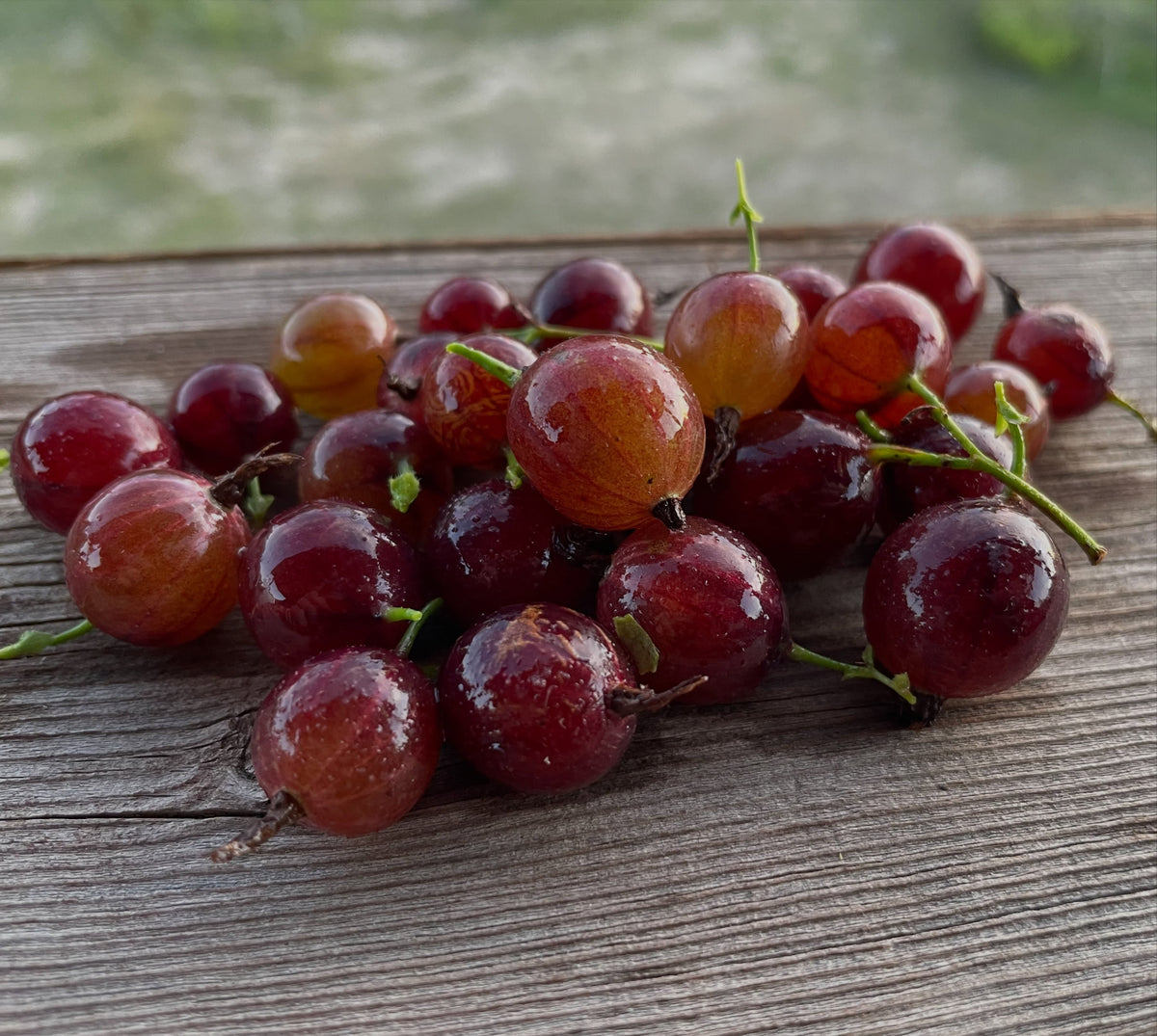 Black Velvet gooseberry growth and harvest, image 2 of 4