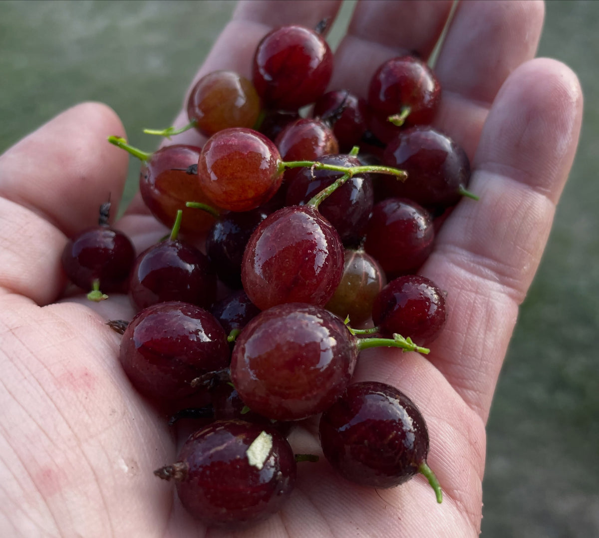 Black Velvet gooseberry growth and harvest, image 3 of 4