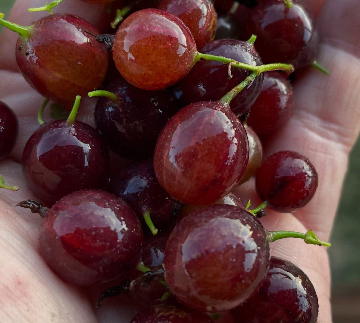 Black Velvet gooseberry growth and harvest, image 4 of 4