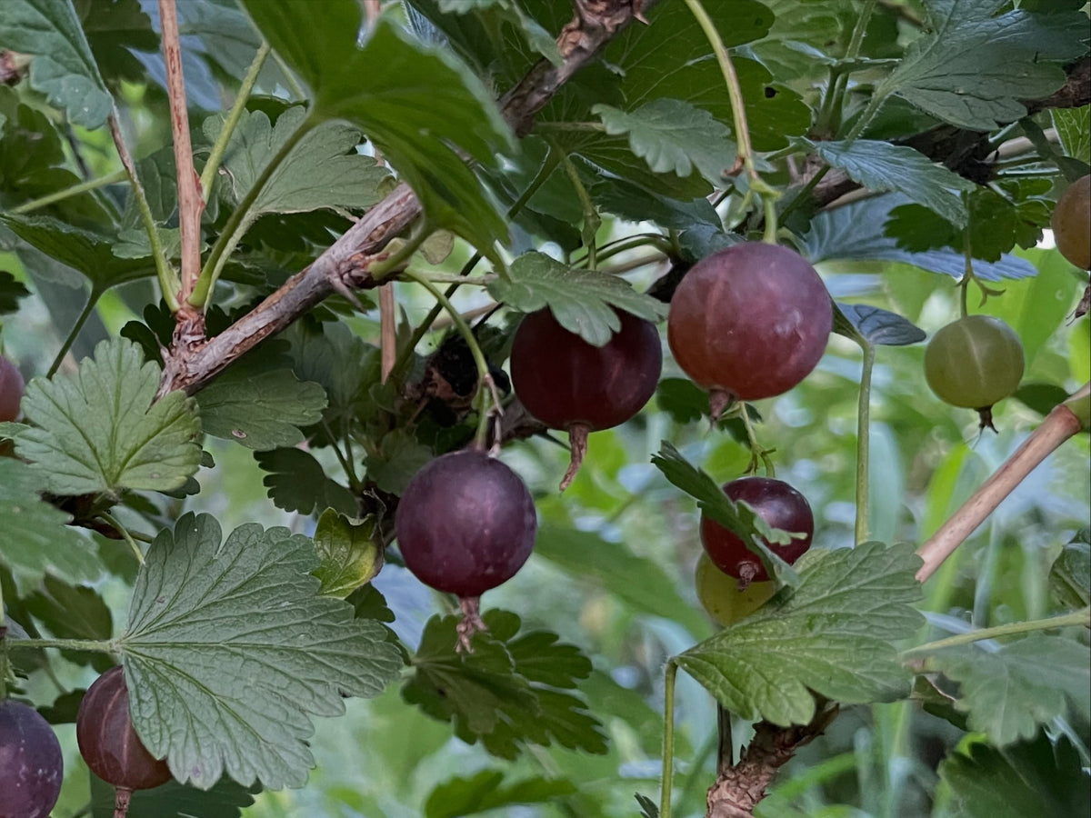 Black Velvet gooseberries in early August, image 1 of 6