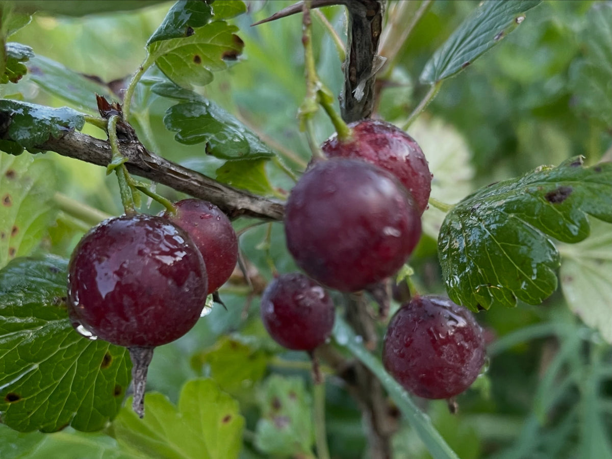 Black Velvet gooseberries in early August, image 2 of 6