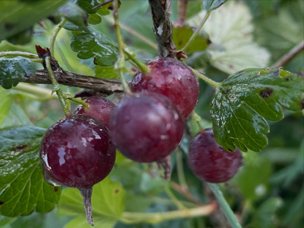 Black Velvet gooseberries in early August, image 3 of 6