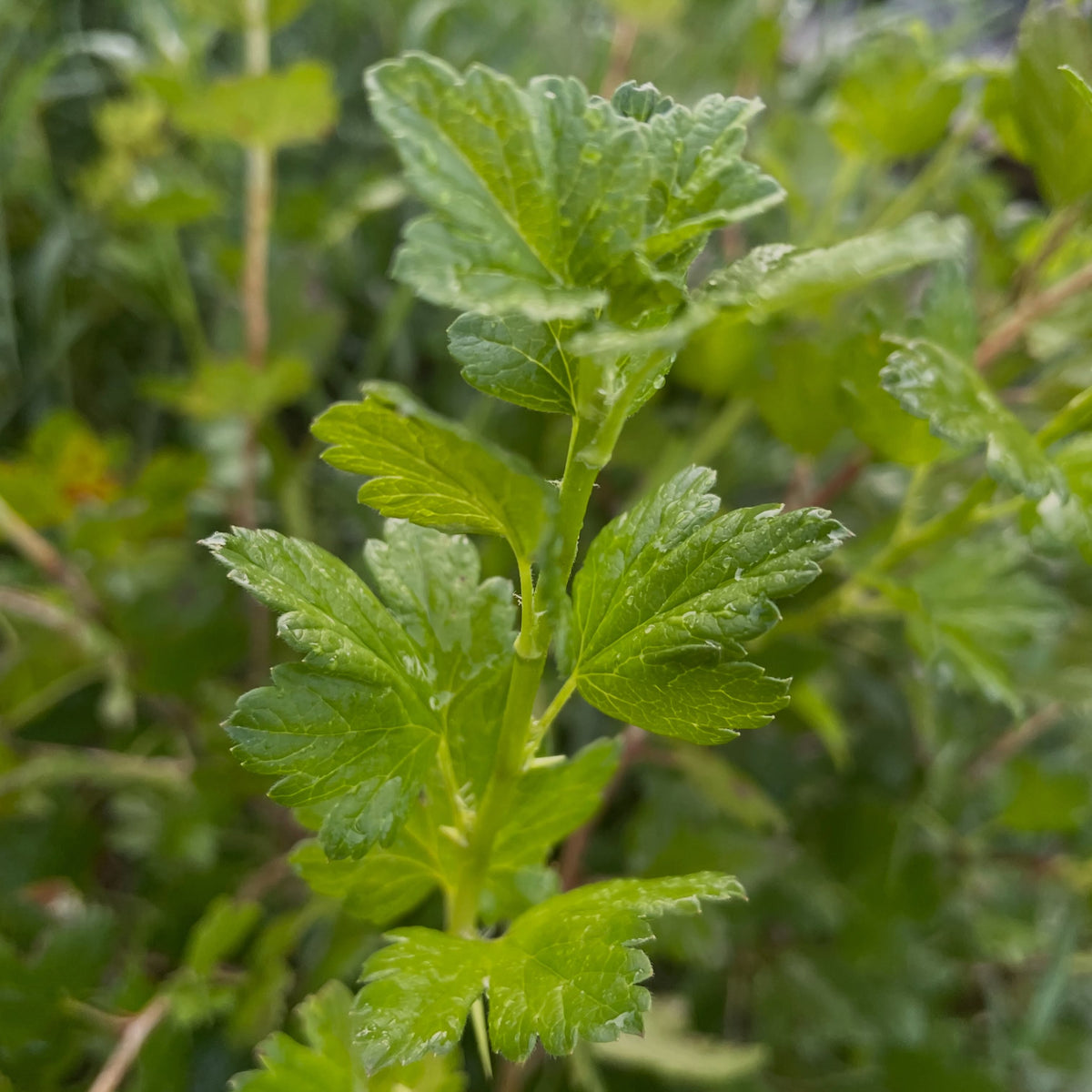 Black Velvet gooseberries in early August, image 5 of 6