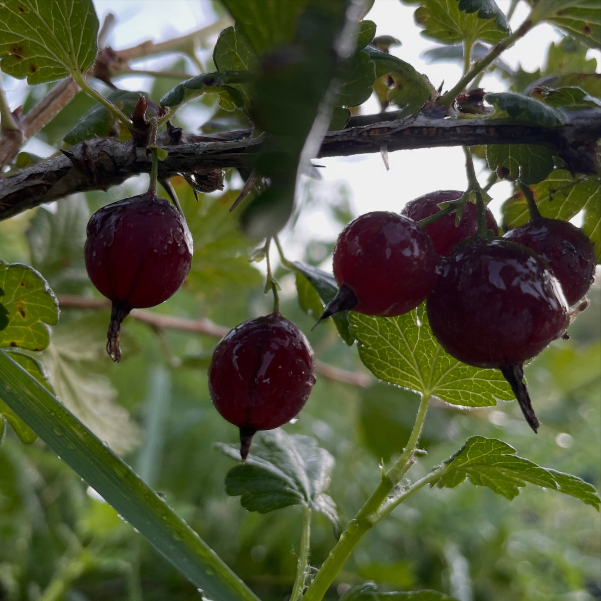Black Velvet gooseberries in early August, image 6 of 6
