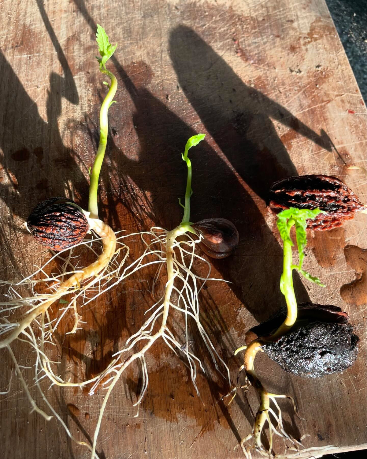 black walnut, japanese walnut, buartnut, butternut, image 3 of 3