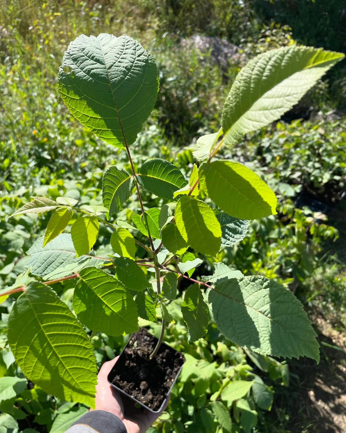 black walnut seedling in a 3, image 1 of 3