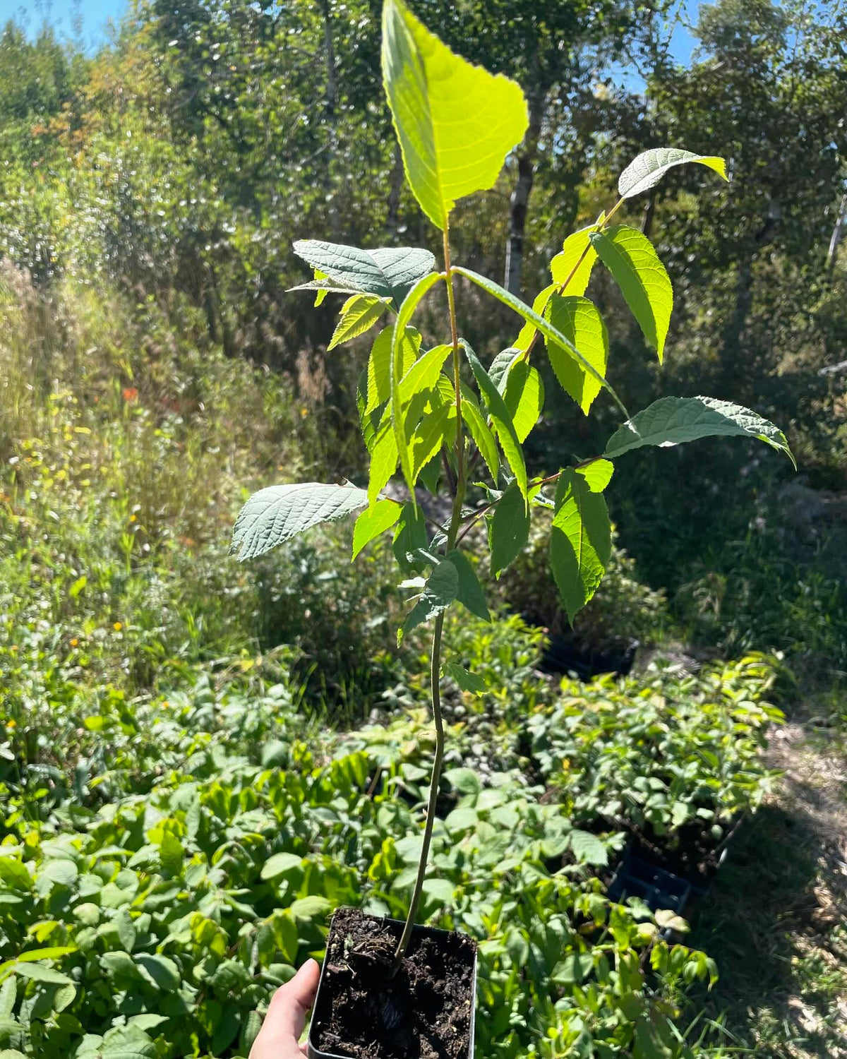 black walnut seedling in a 3, image 2 of 3