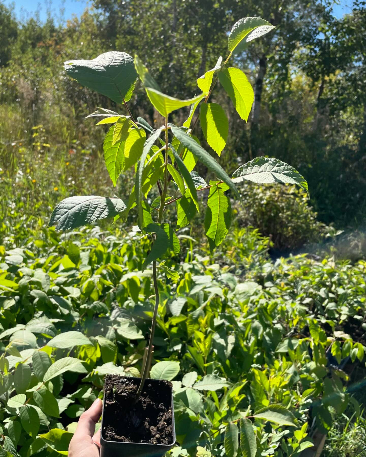 black walnut seedling in a 3, image 3 of 3