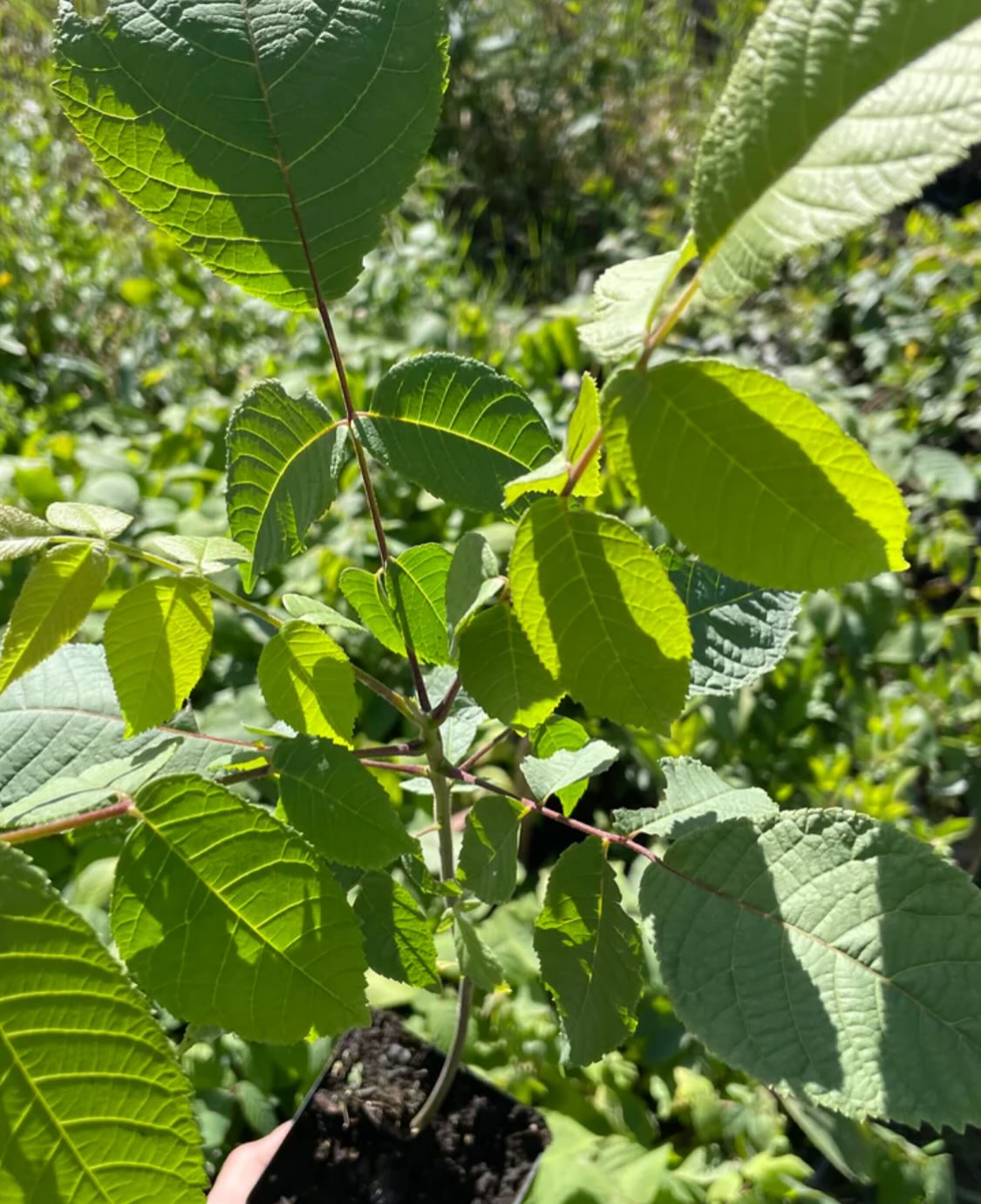 black walnuts can grow in Manitoba, I've been collecting them from large trees around the province so we have the cold, image 1 of 7