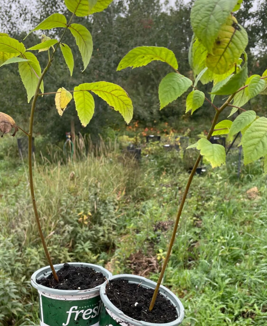 black walnuts can grow in Manitoba, I've been collecting them from large trees around the province so we have the cold, image 2 of 7