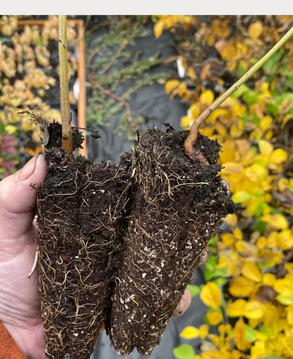 black walnuts can grow in Manitoba, I've been collecting them from large trees around the province so we have the cold, image 3 of 7